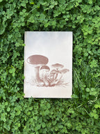 The Illustrated Book of Flowerless Plants: 1979 Edition