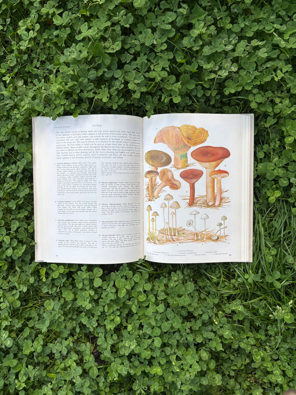 The Illustrated Book of Flowerless Plants: 1979 Edition