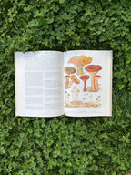 The Illustrated Book of Flowerless Plants: 1979 Edition