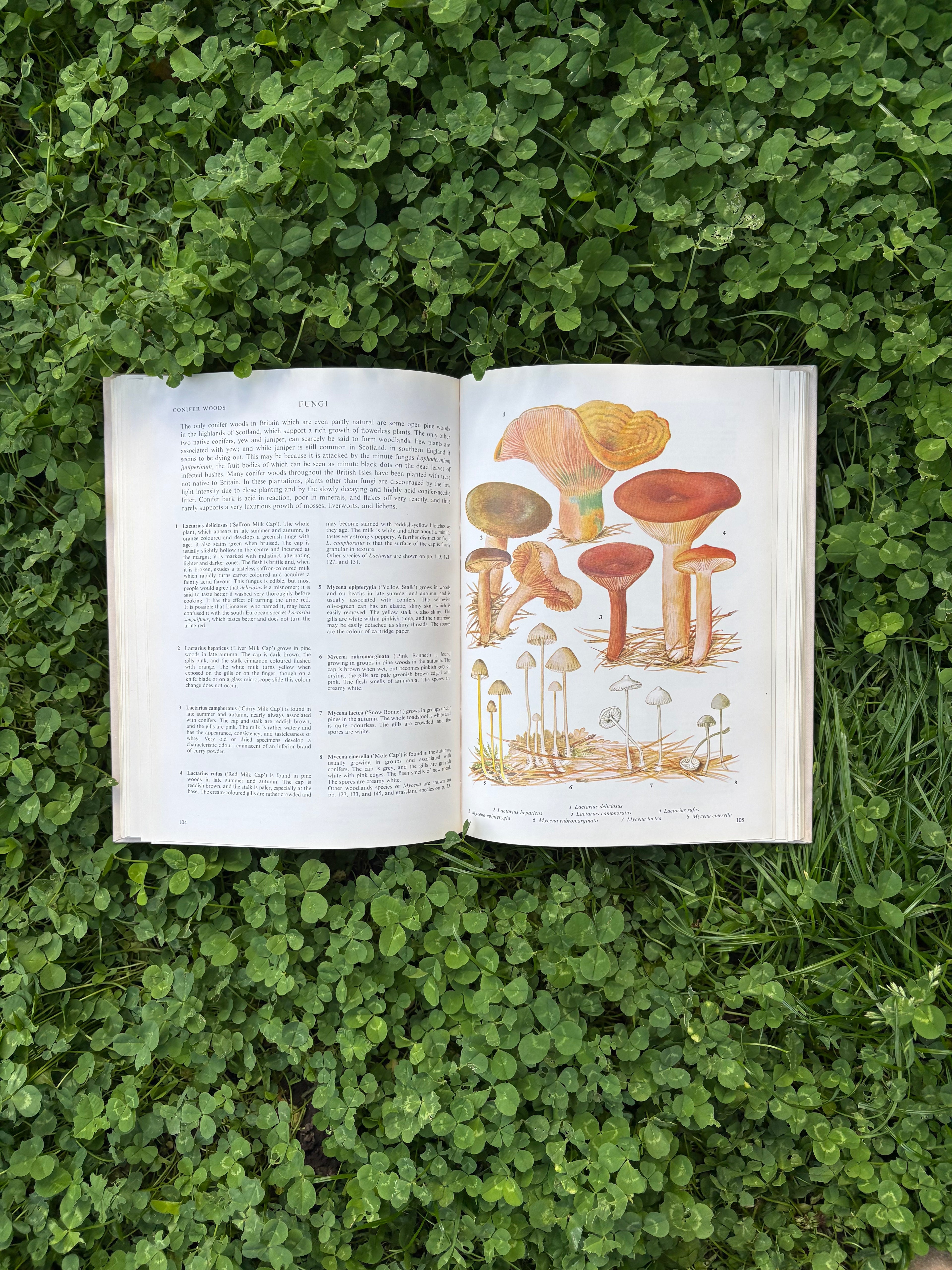 The Illustrated Book of Flowerless Plants: 1979 Edition