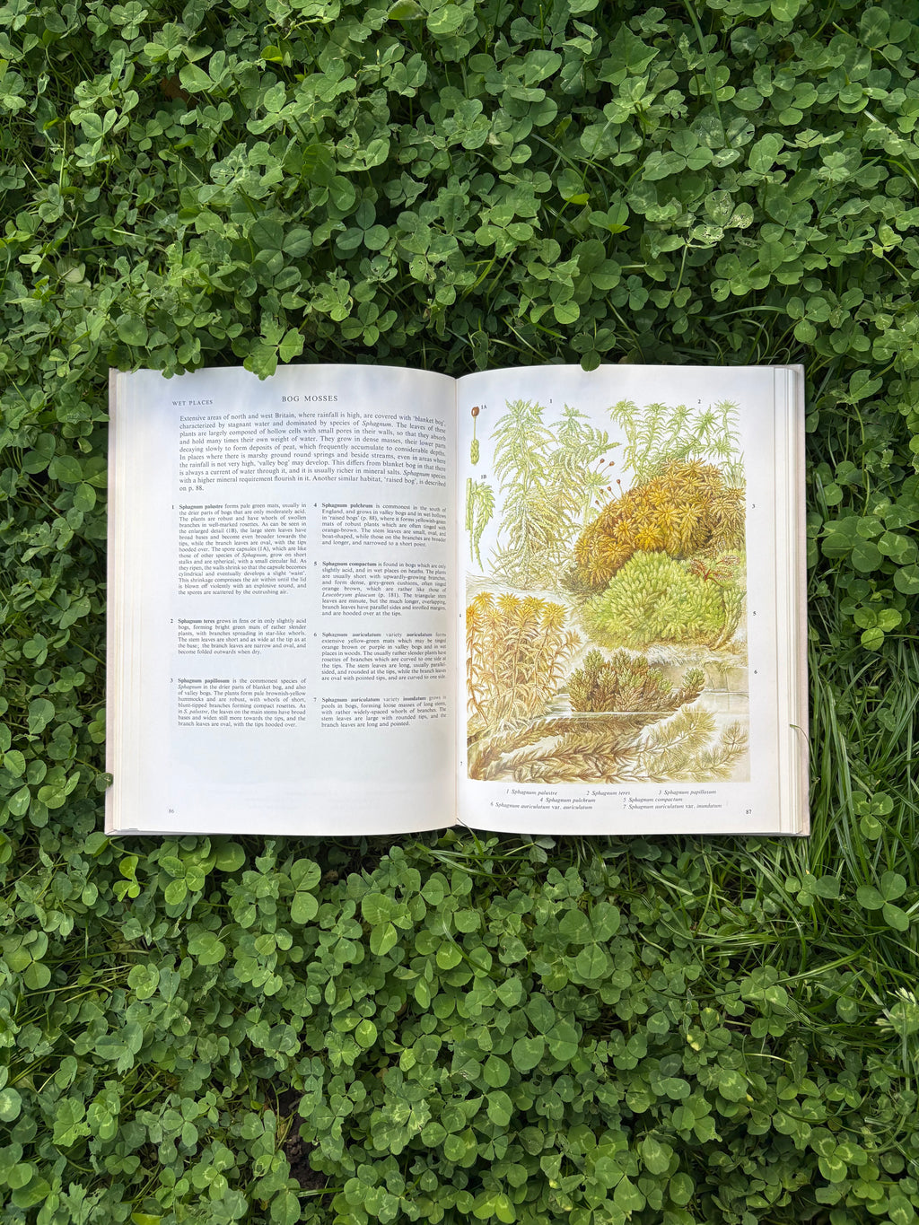 The Illustrated Book of Flowerless Plants: 1979 Edition
